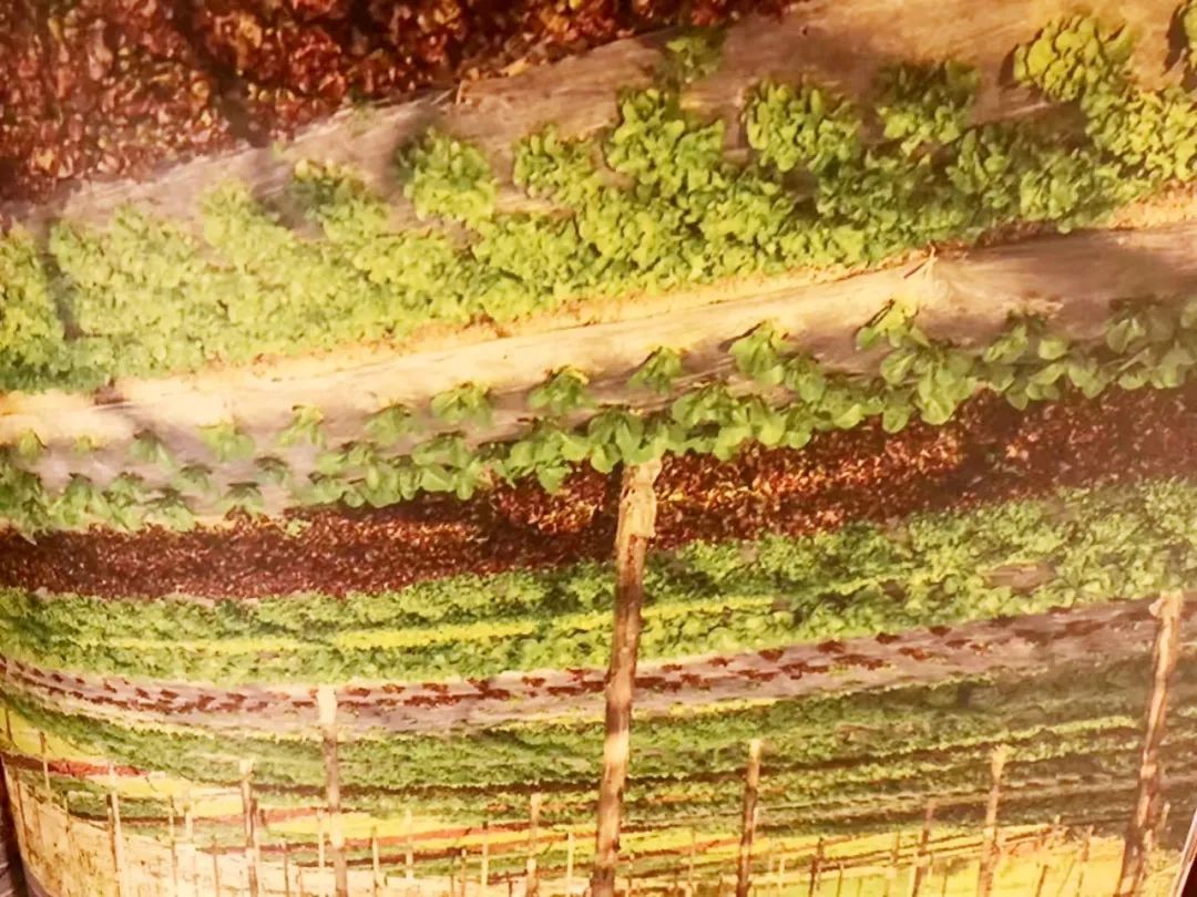 泰国清迈特产水果,泰国清迈的玫瑰