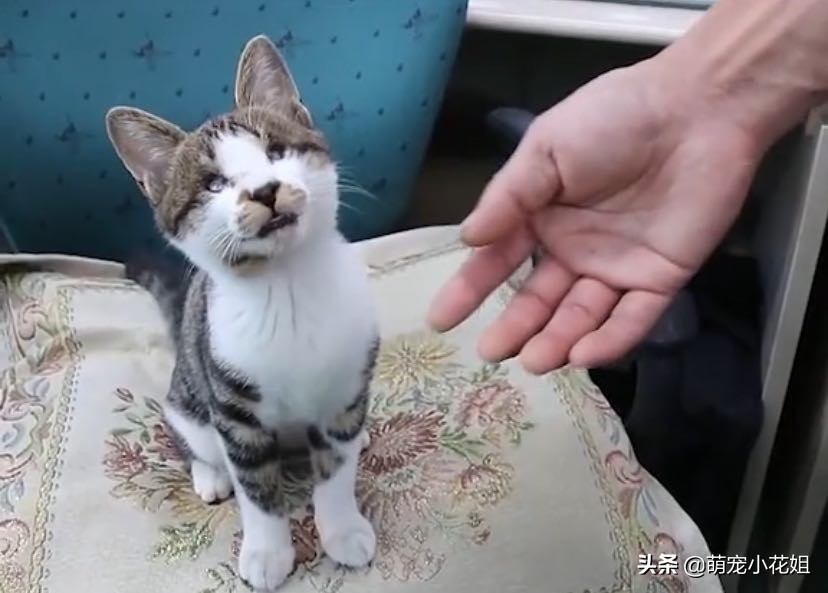 田园猫自愈能力多强,田园猫生存能力强的原因