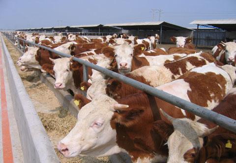 记者揭秘豆制品人造肉造假,人造肉什么时候开始造假