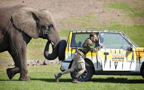 为何公象会强上犀牛？大象的交配与繁殖，奇怪的知识又增加了