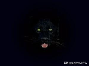 黑豹是什么品种的豹子,黑豹是猫科还是豹猫科