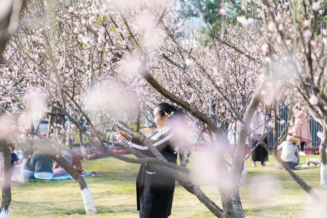 深圳隐秘风景,深圳粉色花海视频