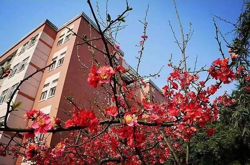 近3年4所私立名校开校招生，成都这个区将成“教育强区”？