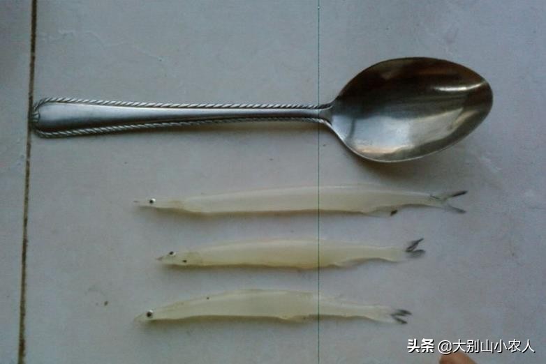 “面条鱼”之殇：鸭绿江边放流，全成了朝鲜的“嫁衣”？