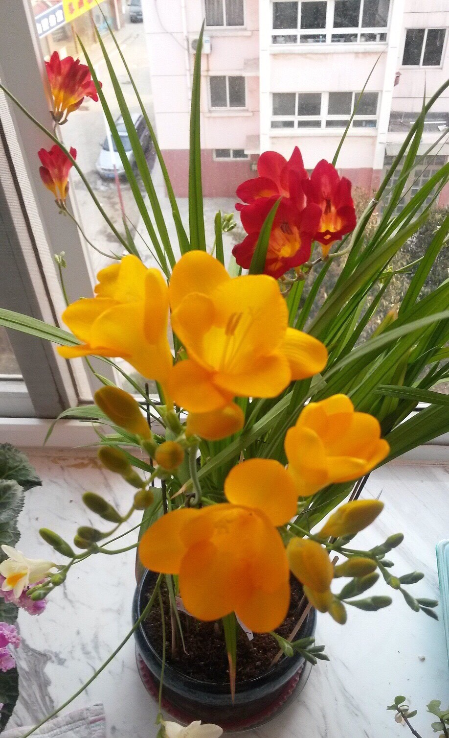 养花的好处50字,养花枝繁叶茂的秘诀