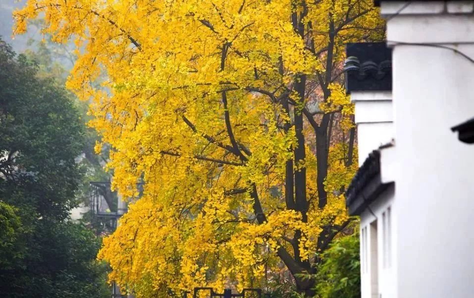 南京免费的公园,太全了全国旅游简图