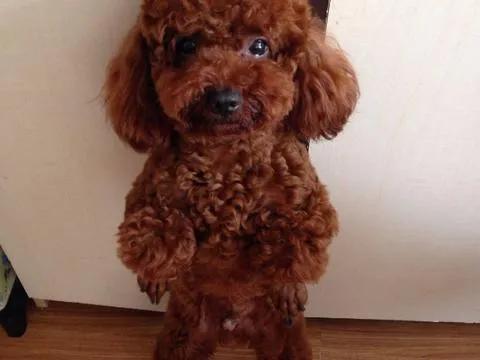 狗狗没有地方养了，怎么办？