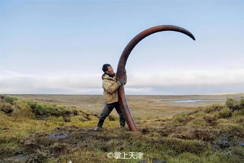 天津猛犸象牙 (天津猛犸象牙商店)