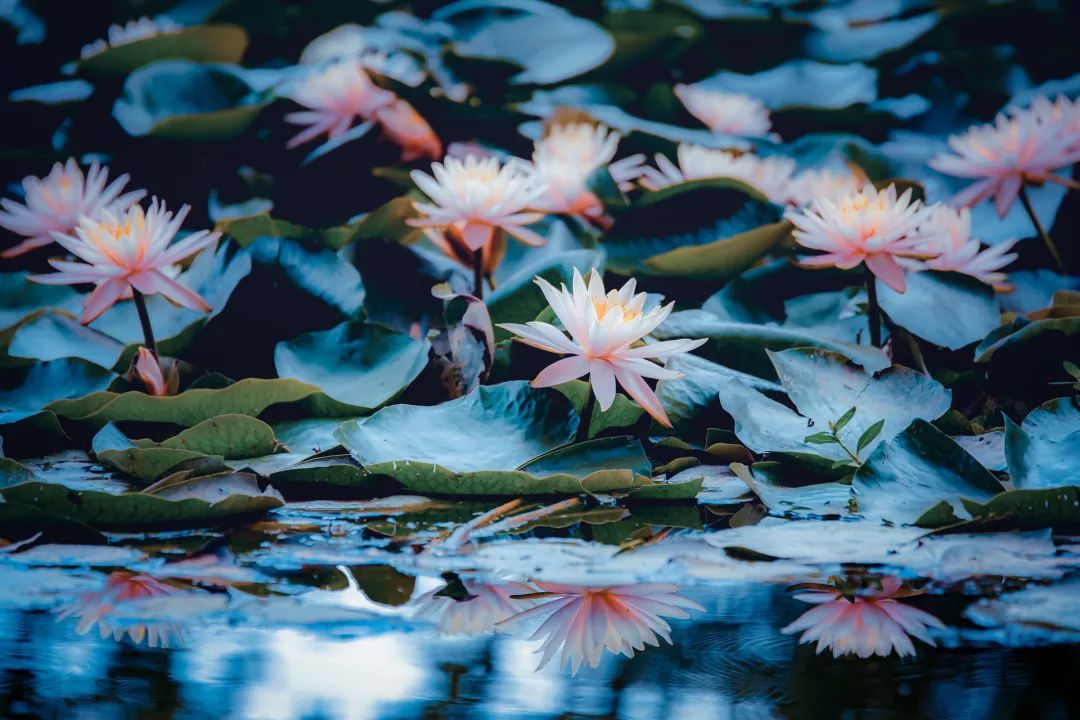 姘寸敓妞嶇墿鑺卞崏,鏅姘寸敓缁挎