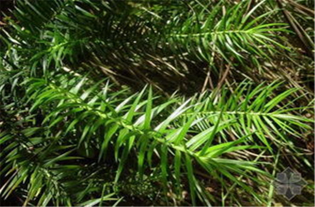 杉木栽植技术要点有哪些,杉木种植方法与技术