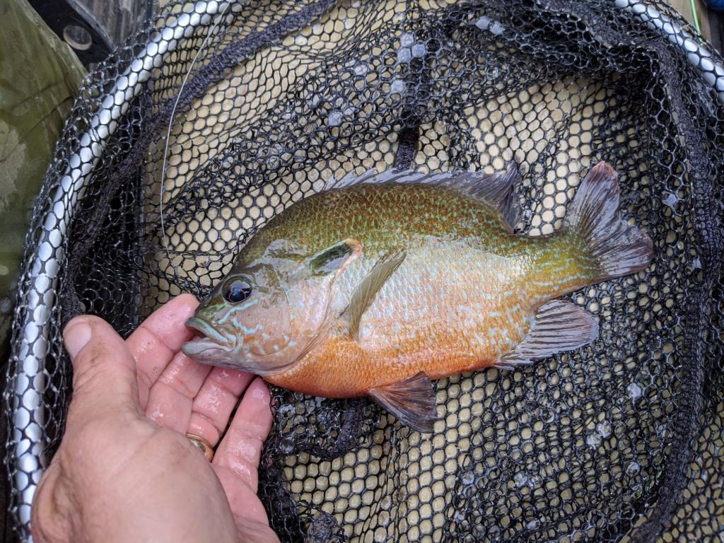 太阳鱼入侵四川哪些区域,太阳鱼能在河流里存活吗