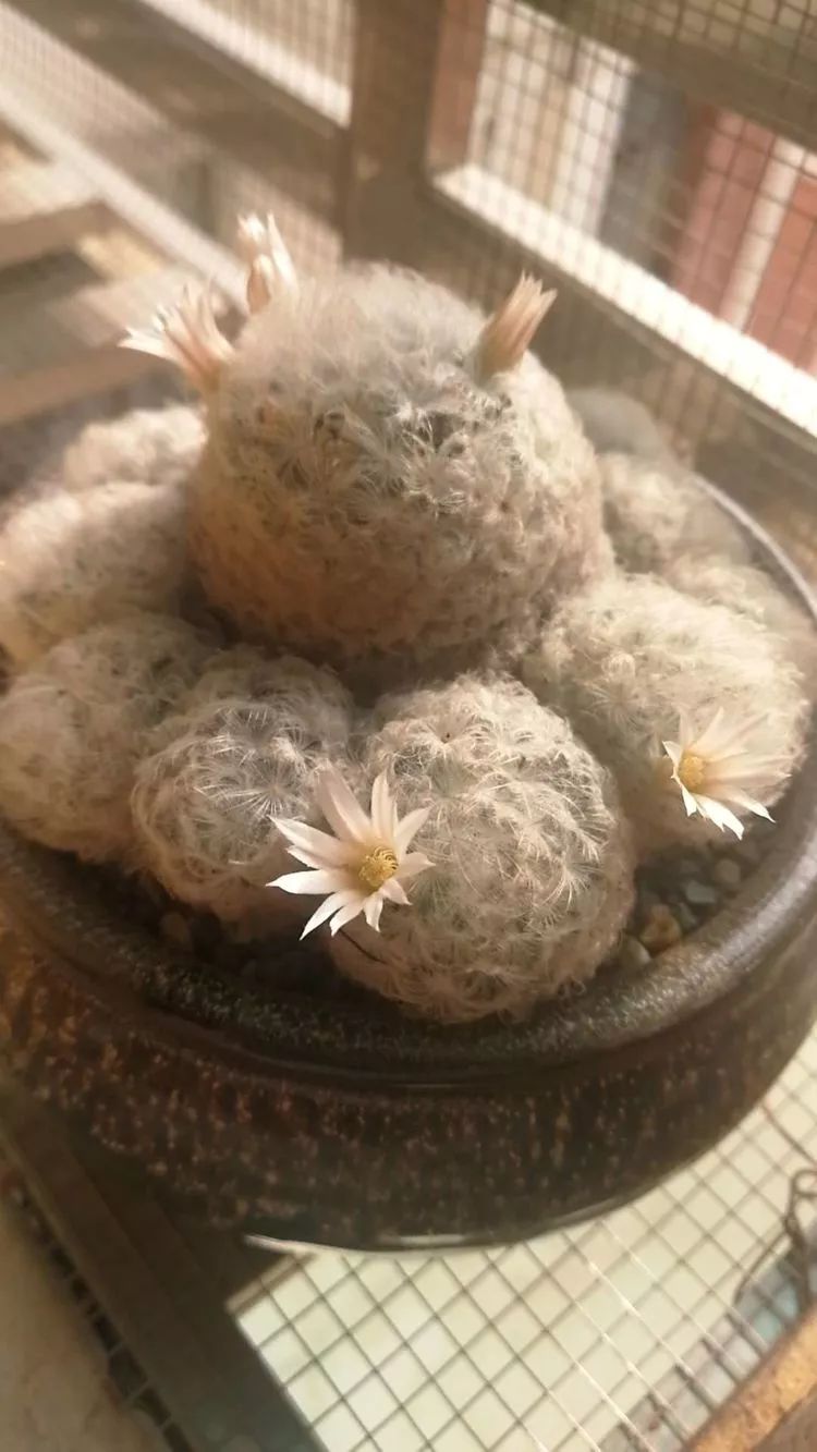 一杯清茶一道暖阳,一杯清茶温暖的时光