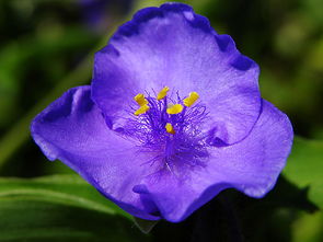 壹壹生态养殖,壹壹生态鱼介绍