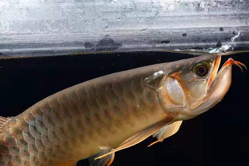 龙鱼温差引起的疾病,龙鱼老孙讲龙鱼眼睛疾病