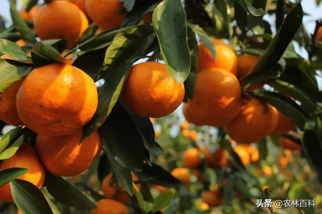 柑橘不甜的原因,柑橘现在为什么越来越甜