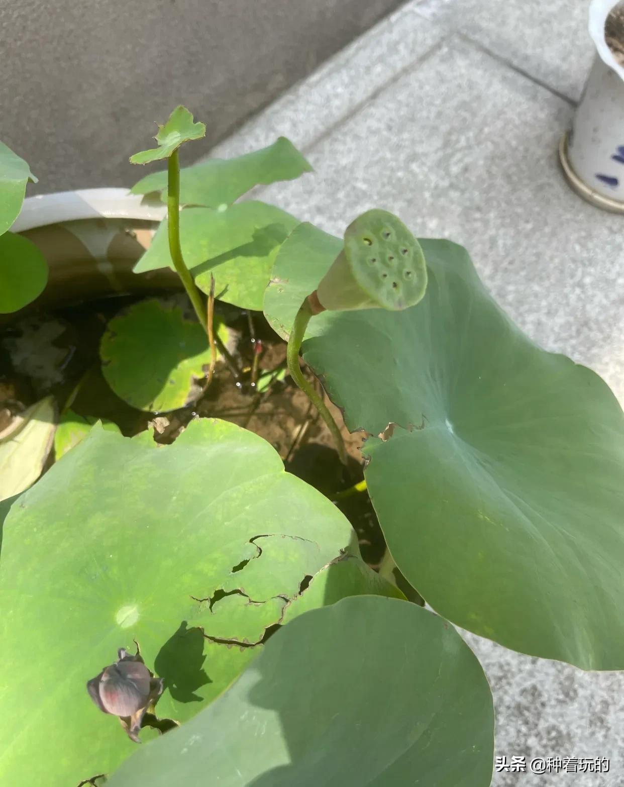 碗莲长出八个叶子什么时候能开花,碗莲叶子怎么竖不起来老浮在水面