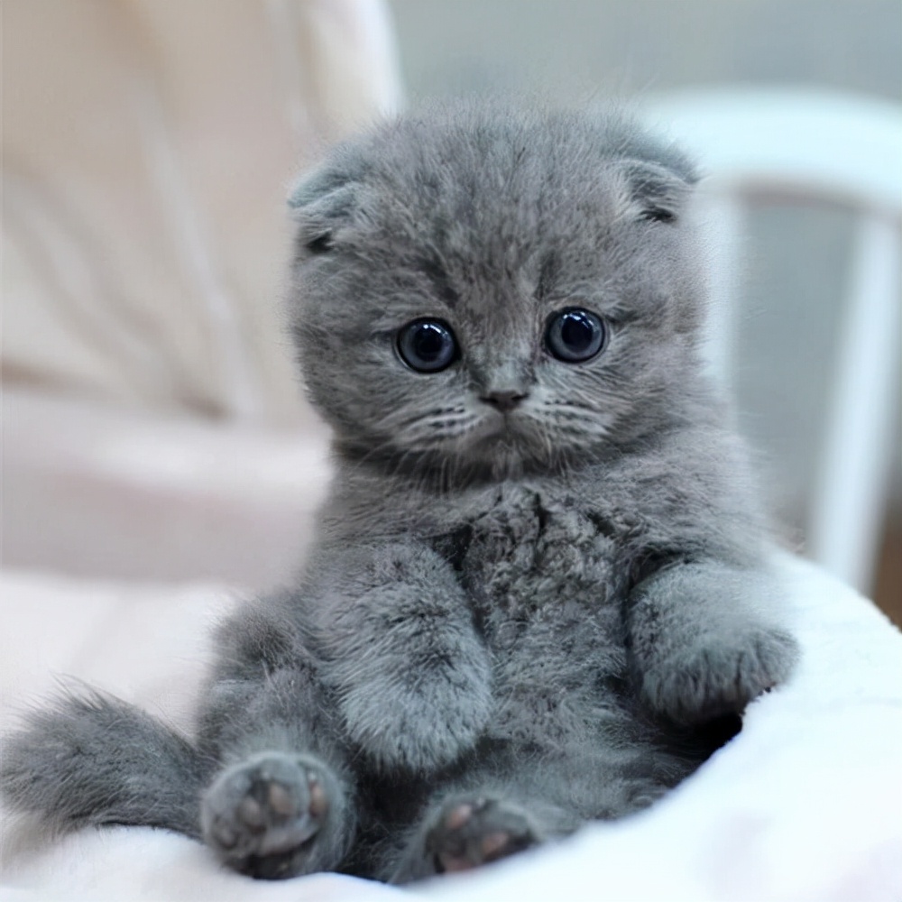 蓝猫上火买什么药,蓝猫总是上火怎么办