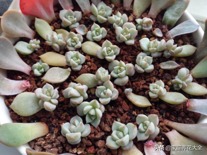 多肉叶插小芽爆头太多怎么办,叶插多肉小苗烂根怎么办