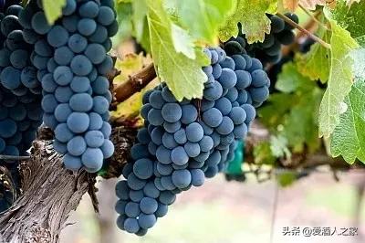 品酒师到处骗酒喝视频,一招教你识别罐装酒和进口酒