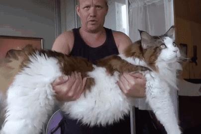 没有攻击性的猫,公认无攻击性的猫你最喜欢哪只