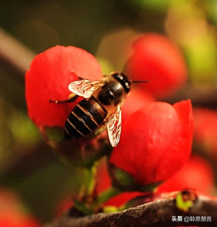 蜜蜂诗三百首,蜜蜂诗精选100首