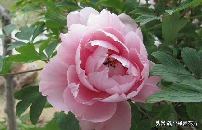 家里的牡丹叶片萎蔫？这“4个方面”不可忽视，现在知道还不晚