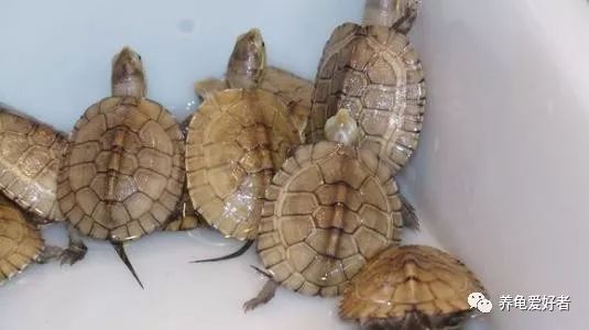 水龟一般多少天能救回来,草龟断尾怎么处理