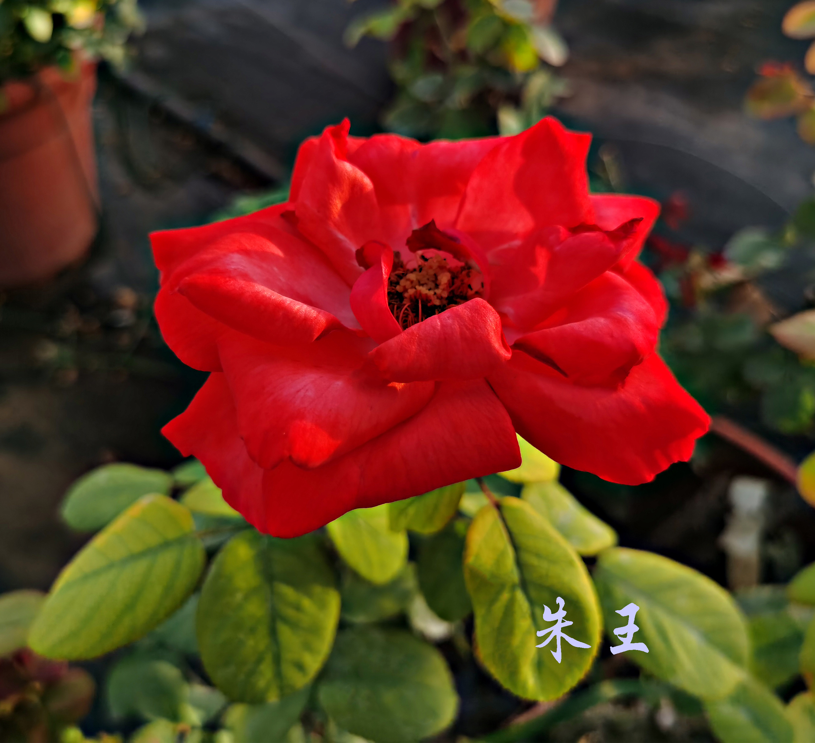 大兴月季园的月季有多少种,北京最大的月季基地在哪