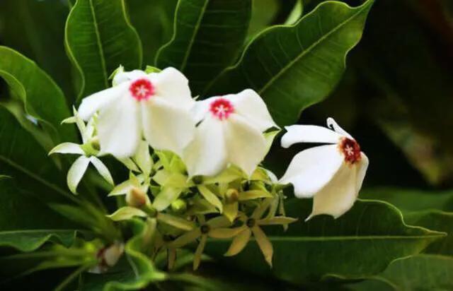 海边的芒果,海南芒果金煌芒芒果花