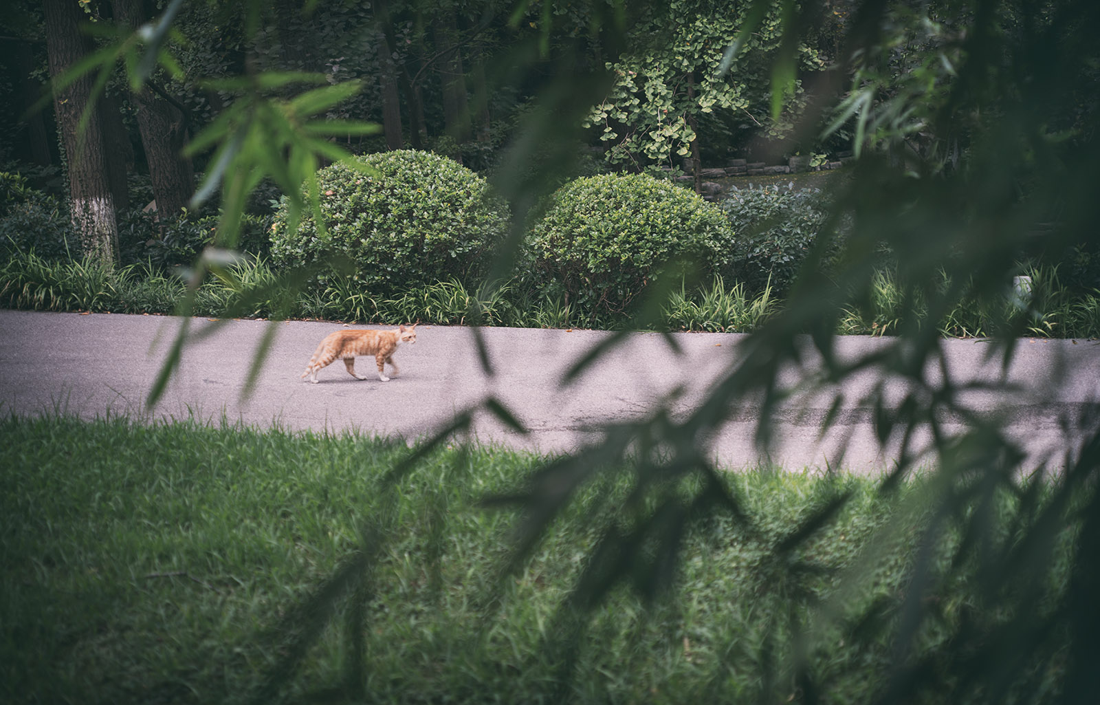 第14篇，尼康相机的标头-2021年元旦快乐