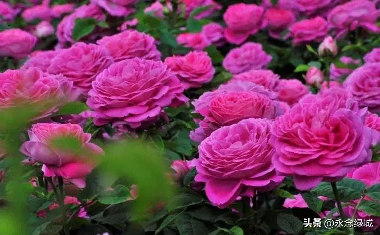 南阳世界月季大观园开幕邀请,南阳月季大观园门票现在免费政策