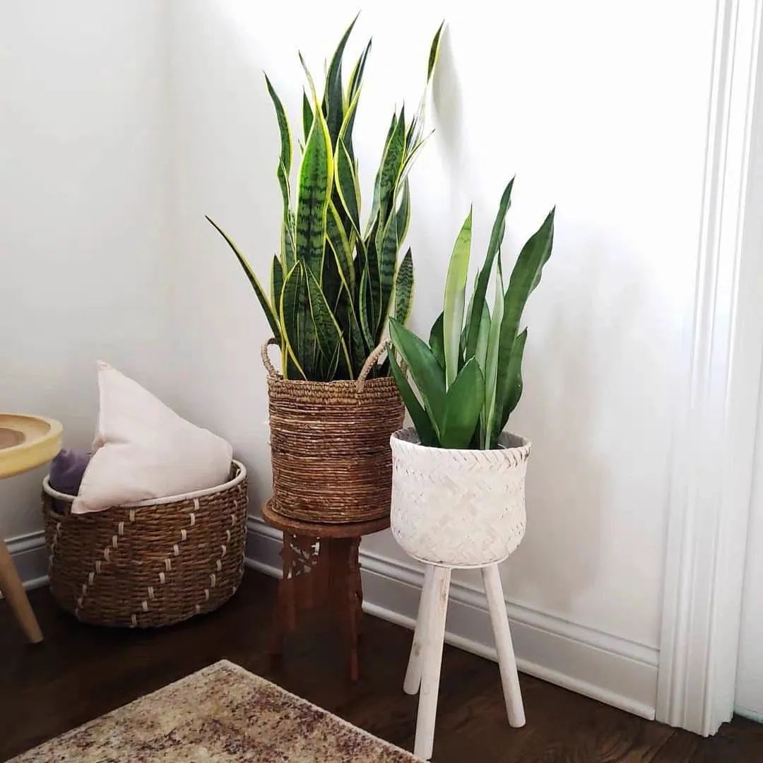 家里养花养得好代表什么,家里养花大全及寓意