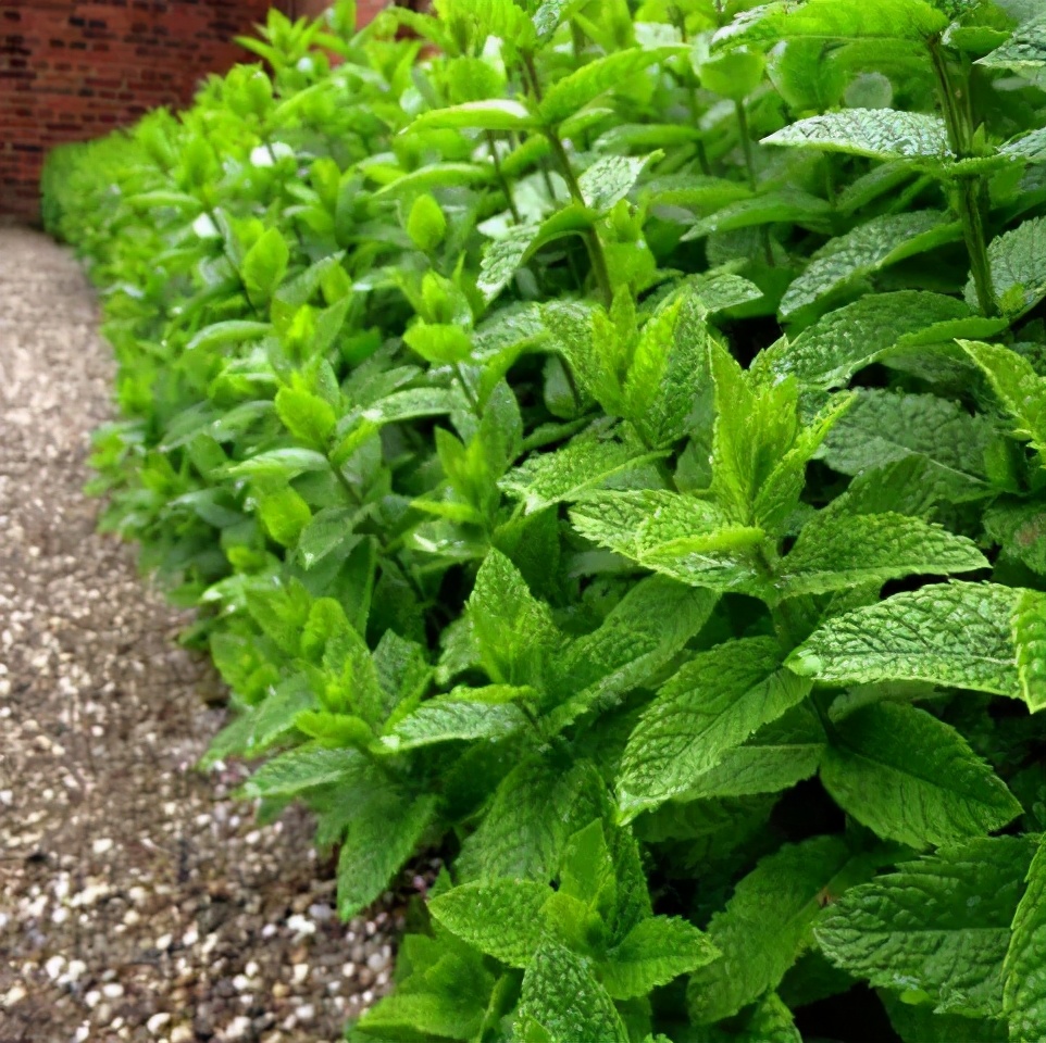 欧薄荷，开阔思绪，化解无名情绪