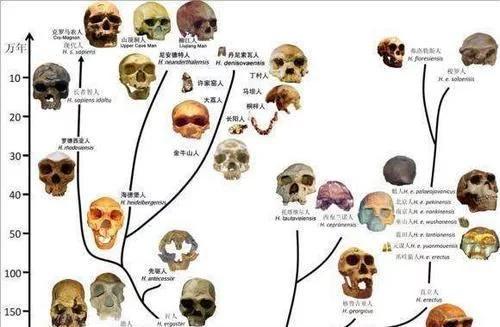 为什么人类的毛发无限长,为什么人类那么奇怪