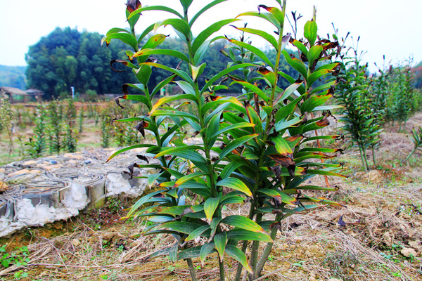 鄱湖之秋,鄱湖之滨信江之畔余干