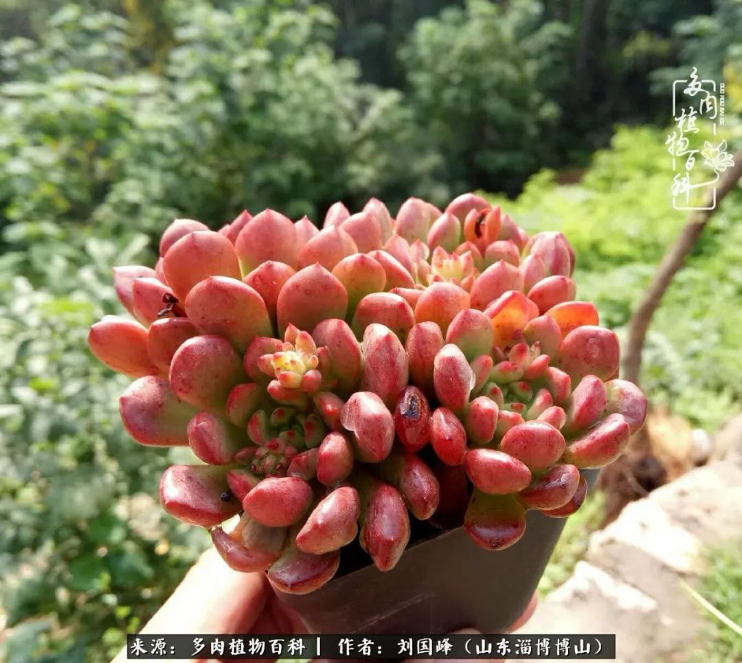多肉植物大王叫我来巡山,大王叫我来巡山绿植