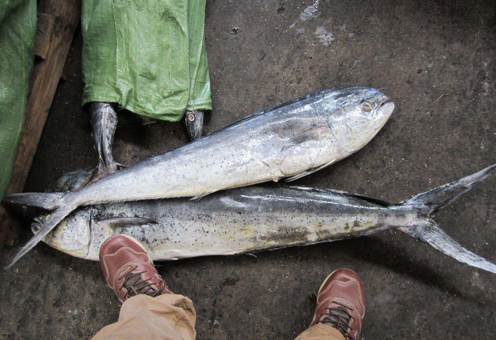 鲯鳅为什么被称为海洋中的变色龙,淡水鲯鳅