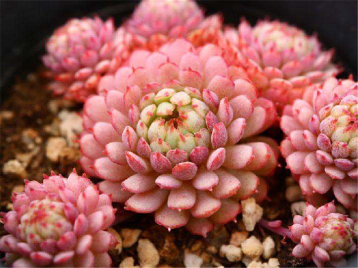 什么多肉夏天也可以继续生长,教你十大多肉养护技巧