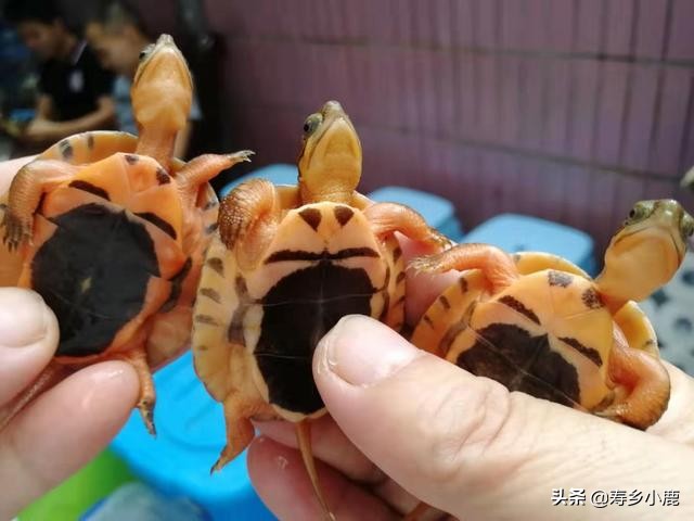 养龟需要做什么准备,养龟必须要有哪些东西