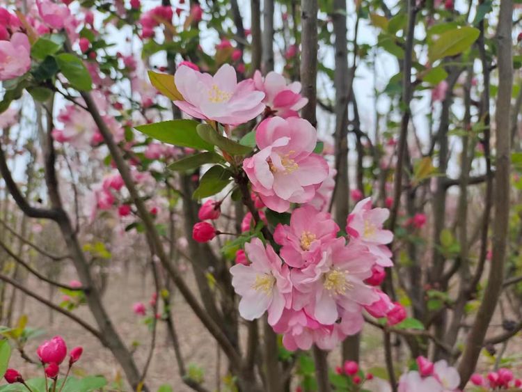 解决问题的策略教学反思,面对成长中的问题教学反思