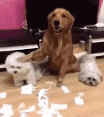 老虎：这是我准备养大吃的，你来凑什么热闹