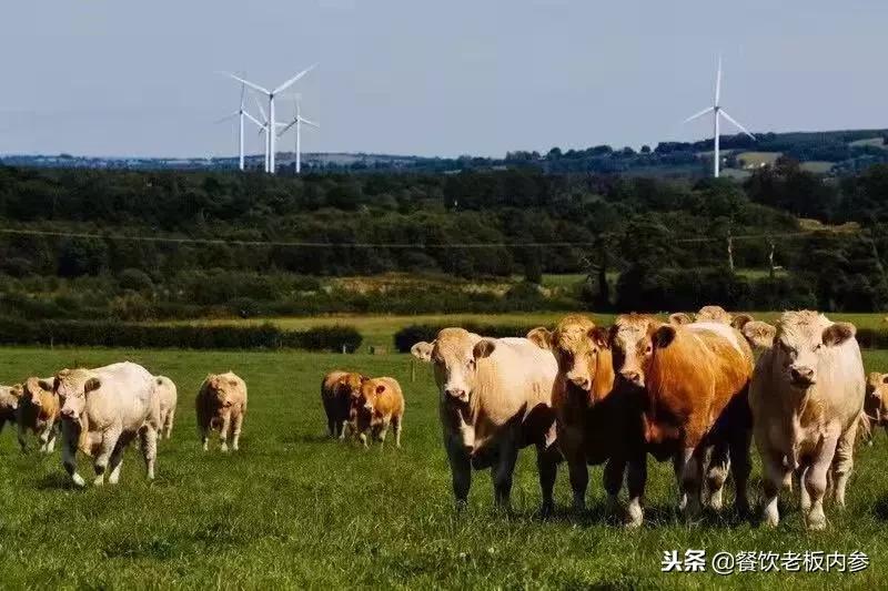 牛肉行业缺口和乱象并存,西餐、火锅商家该何去何从?