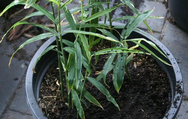 盆栽的生姜为什么生长慢,生姜发芽的土里可以种花吗