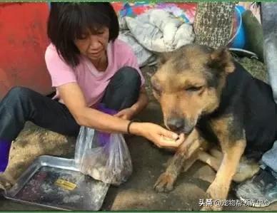 救了一只快要饿死的流浪狗,饥荒一大群猎狗来了怎么办