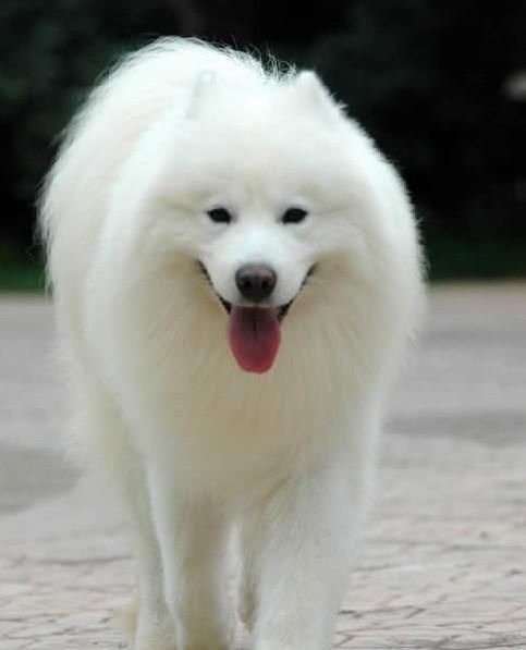 雪橇三傻不拉雪橇的萨摩耶,雪橇三傻中为什么有萨摩耶