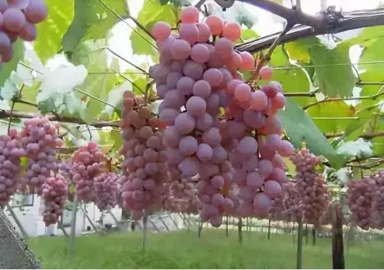 2019葡萄产业发展,葡萄农业发展模式