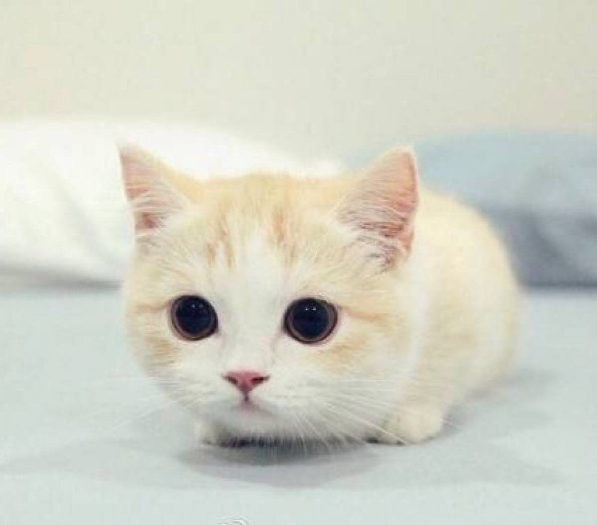 猫肾衰贫血严重吃什么,猫贫血吃什么补最快