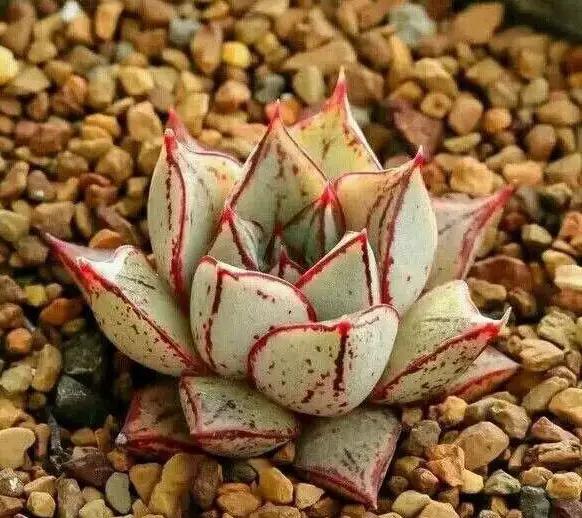 推荐轻松玩转100种常见多肉植物,700种多肉植物图鉴pdf百度云