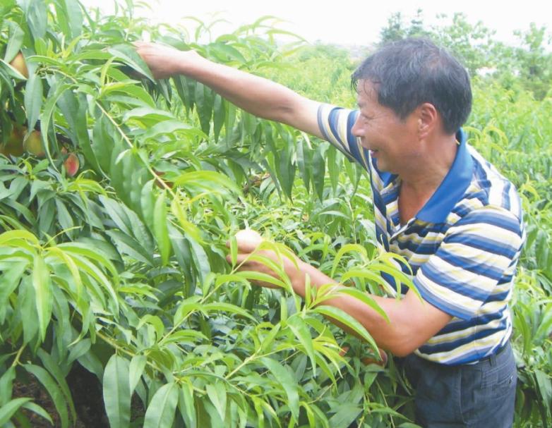 农家致富新思路,农民种田有奇招