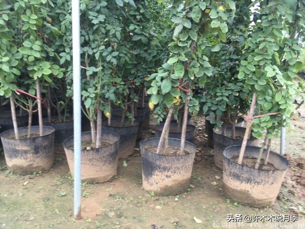 月季从小苗到大苗如何养,藤本月季花苗修剪教程